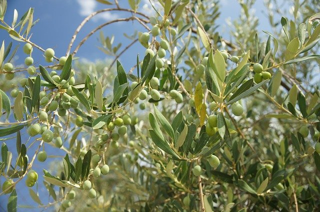 Free download Tree Olive The Olives -  free photo or picture to be edited with GIMP online image editor