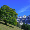 Tree on the hillside  screen for extension Chrome web store in OffiDocs Chromium