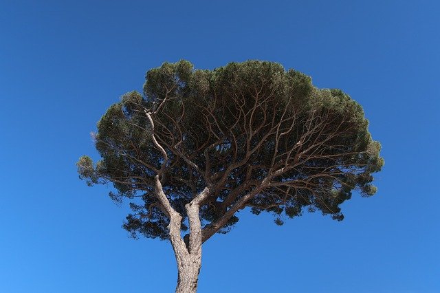 Unduh gratis Tree Palma Crown - foto atau gambar gratis untuk diedit dengan editor gambar online GIMP