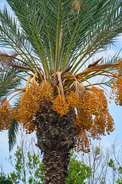 Download gratuito Tree Palm Flower - foto o immagine gratuita da modificare con l'editor di immagini online di GIMP