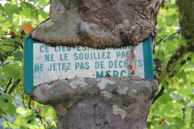 Descărcare gratuită Tree Panel - fotografie sau imagine gratuită pentru a fi editată cu editorul de imagini online GIMP