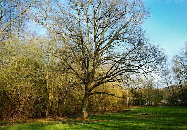 Free download tree park landscape spring woods free picture to be edited with GIMP free online image editor