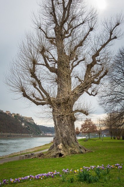 Muat turun percuma Tree Park Rhine - foto atau gambar percuma untuk diedit dengan editor imej dalam talian GIMP