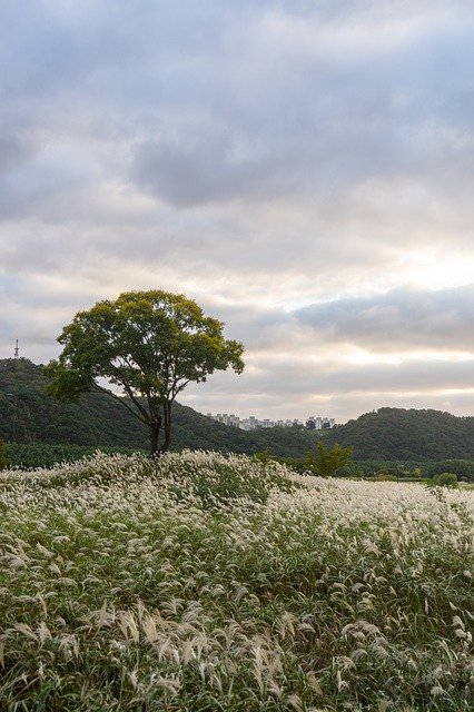 دانلود رایگان Tree Park Silver Grass - عکس یا تصویر رایگان قابل ویرایش با ویرایشگر تصویر آنلاین GIMP