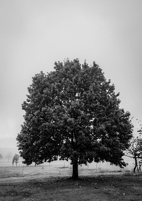 הורדה חינם של Tree Pasture Landscape - תמונה או תמונה בחינם לעריכה עם עורך התמונות המקוון GIMP
