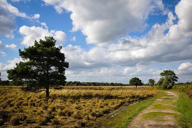 Free download Tree Path Landscape -  free photo or picture to be edited with GIMP online image editor