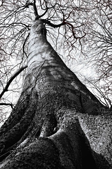 הורדה חינם Tree Perspective Black - תמונה או תמונה בחינם לעריכה עם עורך התמונות המקוון GIMP