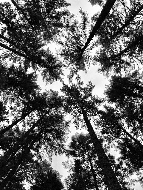 Descarga gratuita Tree Perspective Trees: foto o imagen gratuita para editar con el editor de imágenes en línea GIMP