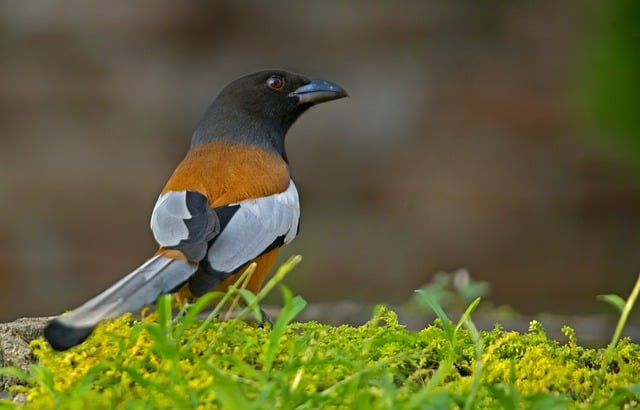 Free download treepie bird animal beak feathers free picture to be edited with GIMP free online image editor