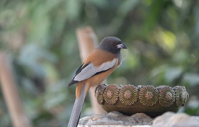 Free download treepie bird animal nature free picture to be edited with GIMP free online image editor