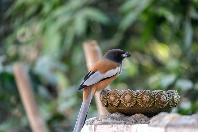 Free download treepie rufous treepie bird animal free picture to be edited with GIMP free online image editor