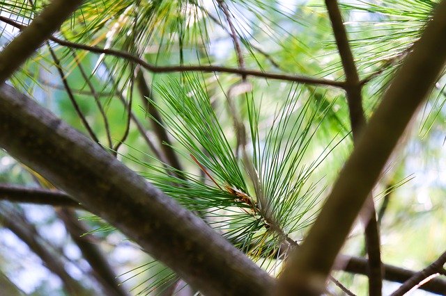 Descarga gratuita Tree Pine Branch: foto o imagen gratuita para editar con el editor de imágenes en línea GIMP