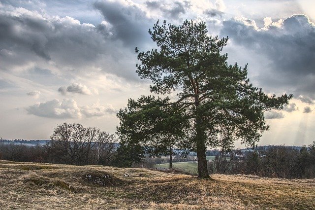 Tree Pine Cloudsを無料でダウンロード-GIMPオンラインイメージエディターで編集できる無料の写真または画像