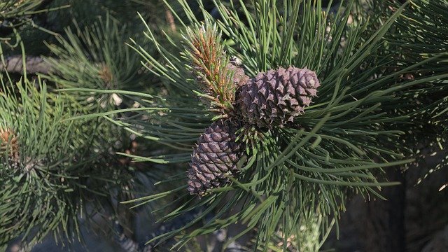 Free picture Tree Pine Cone Colorado -  to be edited by GIMP free image editor by OffiDocs
