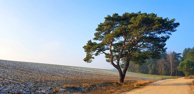 Gratis download Tree Pine Nature - gratis gratis foto of afbeelding om te bewerken met GIMP online afbeeldingseditor