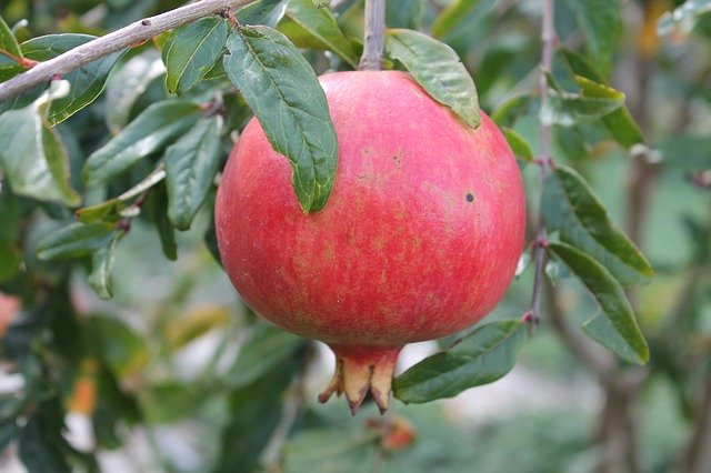 دانلود رایگان میوه درخت انار - عکس یا تصویر رایگان قابل ویرایش با ویرایشگر تصویر آنلاین GIMP