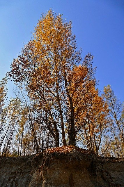 무료 다운로드 Tree Poplar Reef - 무료 사진 또는 GIMP 온라인 이미지 편집기로 편집할 수 있는 사진