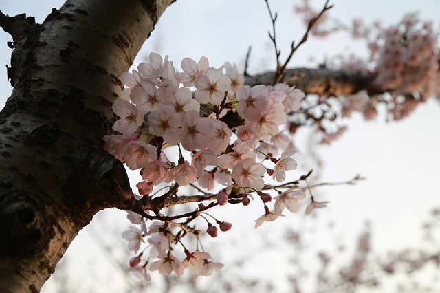 Free download tree quarter season nature free picture to be edited with GIMP free online image editor