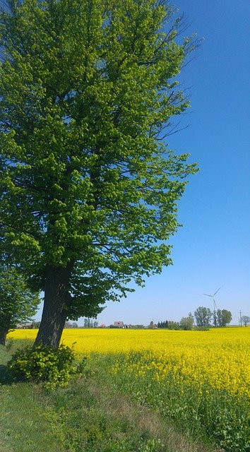 Template Photo Tree Rapeseed Spring -  for OffiDocs