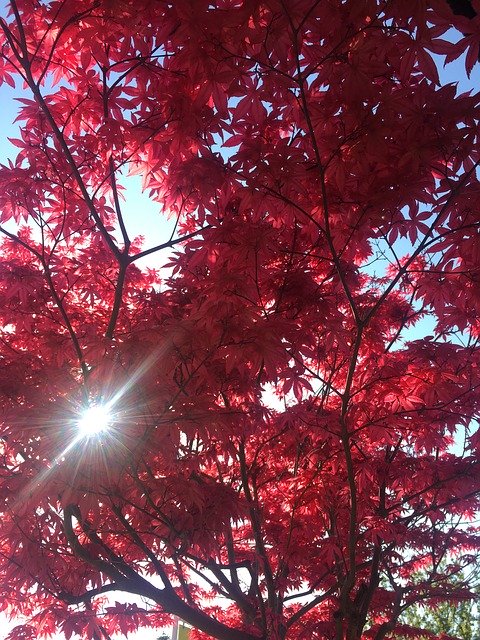 Téléchargement gratuit de Tree Red Nature - photo ou image gratuite à éditer avec l'éditeur d'images en ligne GIMP