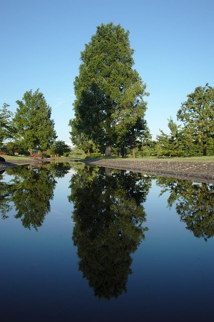 הורדה חינם של Tree Reflection Water - תמונה או תמונה בחינם לעריכה עם עורך התמונות המקוון GIMP