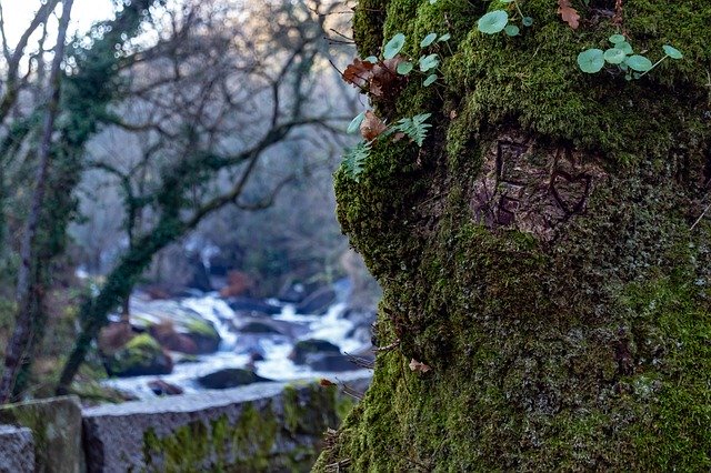 Gratis download Tree River Nature - gratis gratis foto of afbeelding om te bewerken met GIMP online afbeeldingseditor