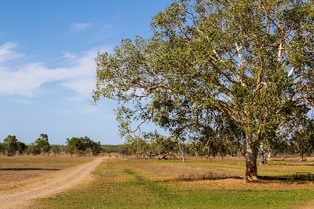 Free download Tree Road Sky -  free photo or picture to be edited with GIMP online image editor