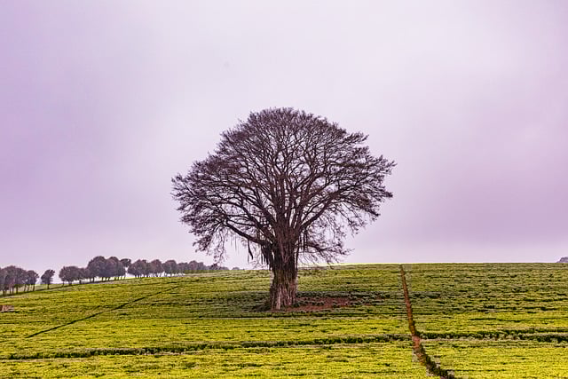 Free download tree road wood light fog mist free picture to be edited with GIMP free online image editor