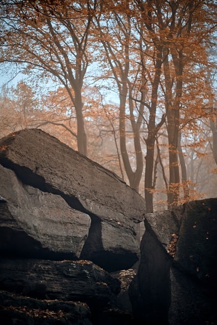 Free download tree rocks stones forest fog free picture to be edited with GIMP free online image editor