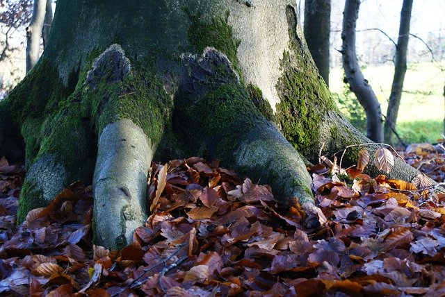 Template Photo Tree Root Forest -  for OffiDocs