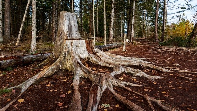 템플릿 사진 나무 뿌리 거대한 황무지 겨울 - OffiDocs용
