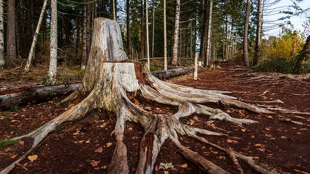 免费下载 Tree Root Huge Moor Winter - 可使用 GIMP 在线图像编辑器编辑的免费照片或图片