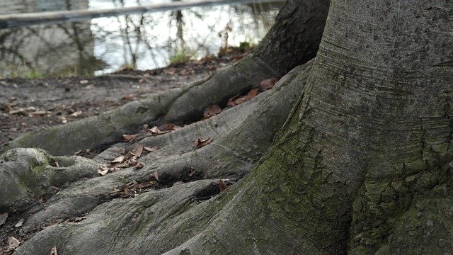 Free download tree root root tree nature free picture to be edited with GIMP free online image editor
