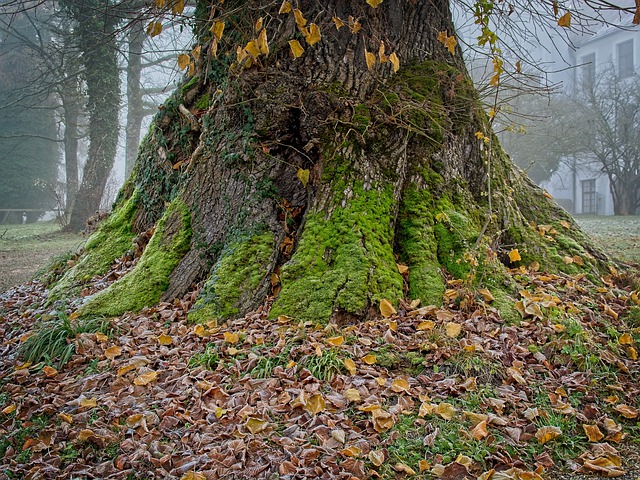 Free download tree root root tree tree trunk free picture to be edited with GIMP free online image editor