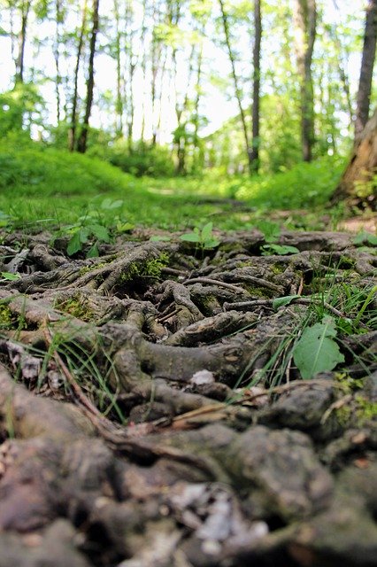 Muat turun percuma Tree Roots Nature - foto atau gambar percuma untuk diedit dengan editor imej dalam talian GIMP