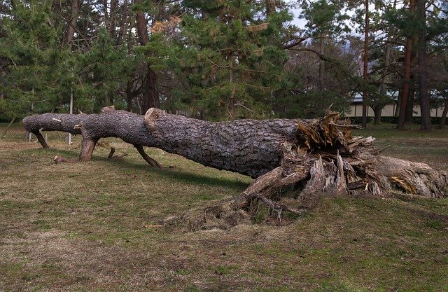 ດາວໂຫຼດຟຣີ Tree Root Wood - ຮູບພາບຫຼືຮູບພາບທີ່ບໍ່ເສຍຄ່າເພື່ອແກ້ໄຂດ້ວຍບັນນາທິການຮູບພາບອອນໄລນ໌ GIMP