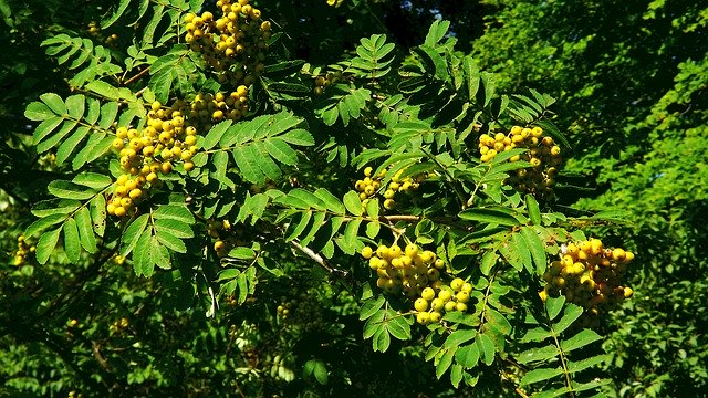 Free download Tree Rowan Fruit -  free photo or picture to be edited with GIMP online image editor