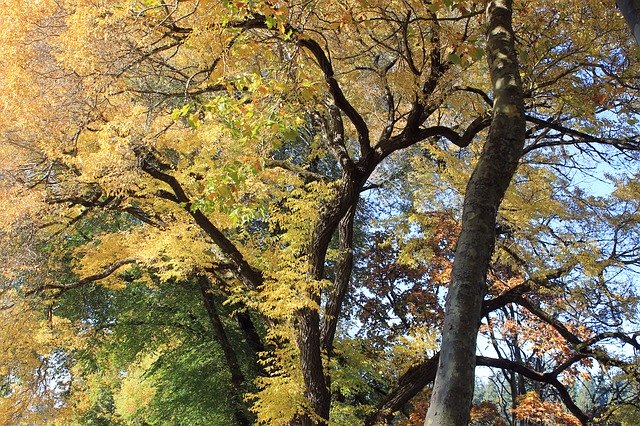 Descărcare gratuită Trees Autumn Fall - fotografie sau imagini gratuite pentru a fi editate cu editorul de imagini online GIMP