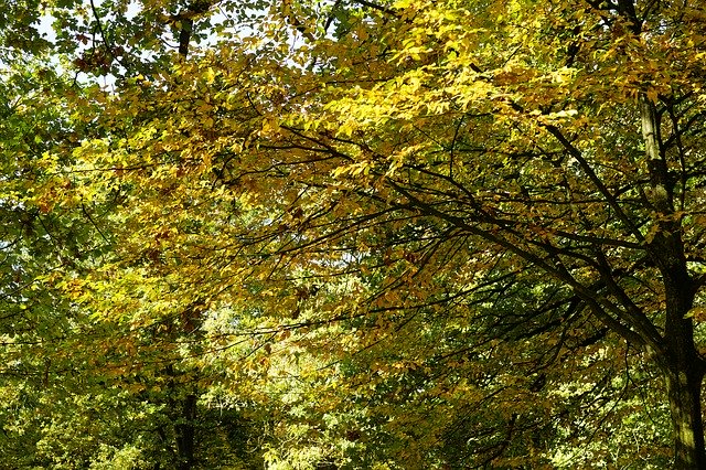 Free download Trees Autumn Forest -  free photo or picture to be edited with GIMP online image editor