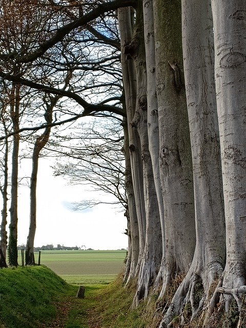 Free download Trees Autumn Landscape -  free photo or picture to be edited with GIMP online image editor