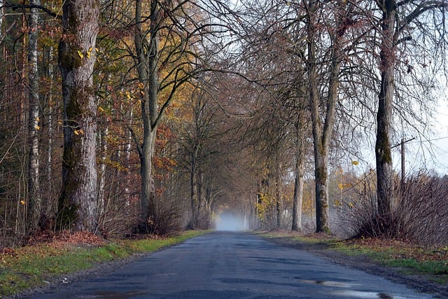 Free download trees autumn mist fog road free picture to be edited with GIMP free online image editor