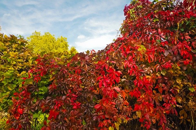 Free download Trees Autumn Nature -  free photo or picture to be edited with GIMP online image editor