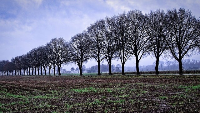 Free download trees autumn weather autumn mood free picture to be edited with GIMP free online image editor