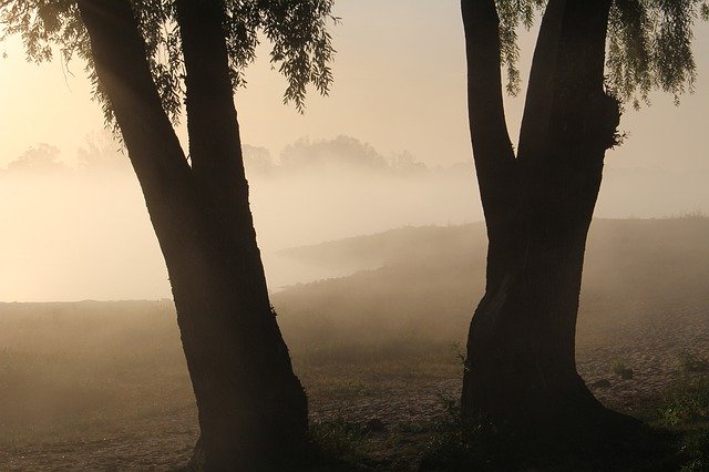 Free download Trees Backlighting Elbe -  free photo or picture to be edited with GIMP online image editor