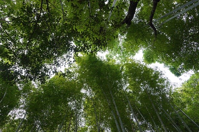 Descărcare gratuită Trees Bamboo - fotografie sau imagini gratuite pentru a fi editate cu editorul de imagini online GIMP