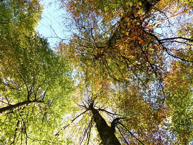Скачать бесплатно Trees Beech Wood Mixed - бесплатное фото или изображение для редактирования с помощью онлайн-редактора GIMP