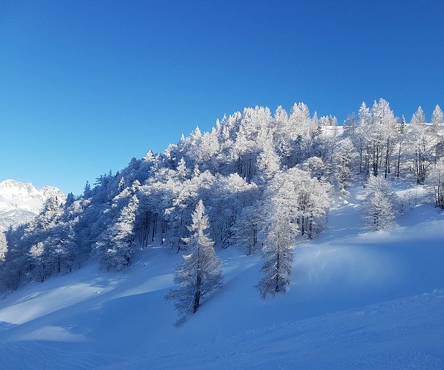 無料ダウンロードTrees Bizarre Blue-GIMPオンラインイメージエディターで編集できる無料の写真または画像