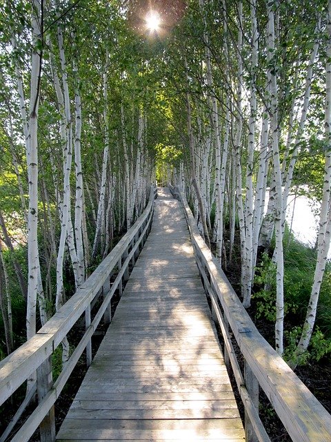 Ücretsiz indir Trees Boardwalk Planks - GIMP çevrimiçi resim düzenleyici ile düzenlenecek ücretsiz fotoğraf veya resim