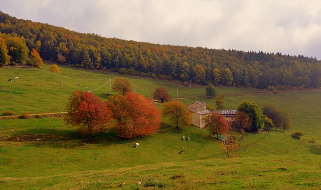 Téléchargement gratuit d'une image gratuite d'arbres borgo pâturage d'automne à modifier avec l'éditeur d'images en ligne gratuit GIMP