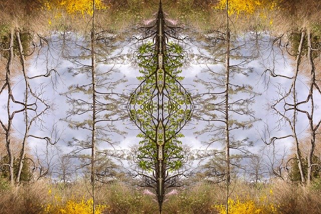 Free download Trees Branches Creativity -  free illustration to be edited with GIMP free online image editor